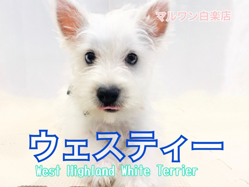 【 ウェストハイランドホワイトテリア 】白い被毛がエレガント！ウェスティ登場！