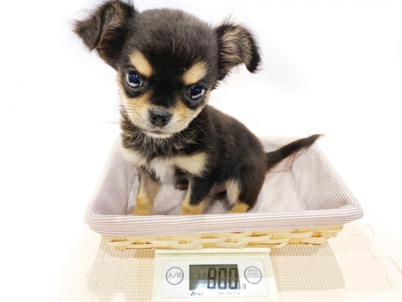 成犬時の推定体重は1.8~2.3kg前後を予想 | チワワ （11685） - 横浜 白楽店