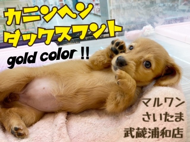 カニンヘン ダックスフント 犬界一の美女 おっとりダックスちゃん マルワンblog ペットショップ マルワン 小さめ子犬 美形な子猫 初心者安心のサポート