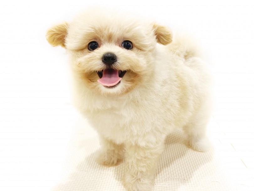 お顔のベースはポメラニアン | MIX犬 （11690） - 横浜 白楽店