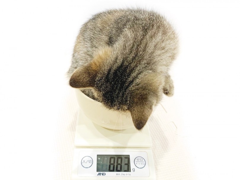 生後90日時点での体重は883g | エキゾチック （11693） - 横浜 白楽店