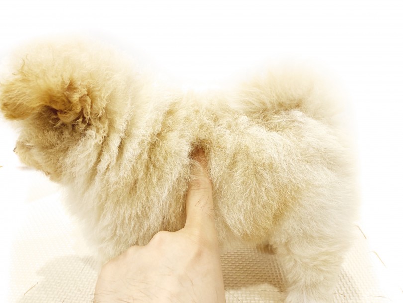 体はトイプードルのように・・・というかアルパカ風！ | MIX犬 （11690） - 横浜 白楽店