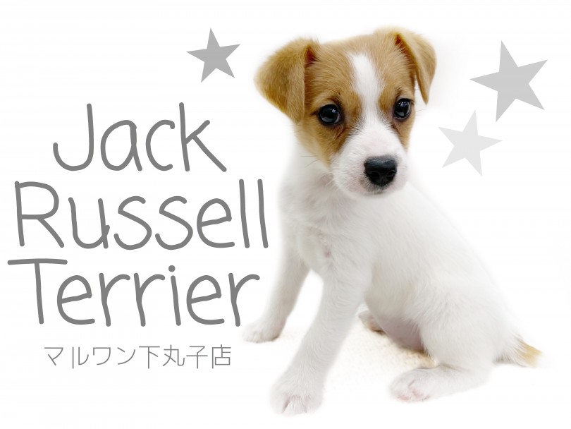 【 ジャックラッセルテリア 】良き家族・相棒になれる！美犬ジャックちゃん！