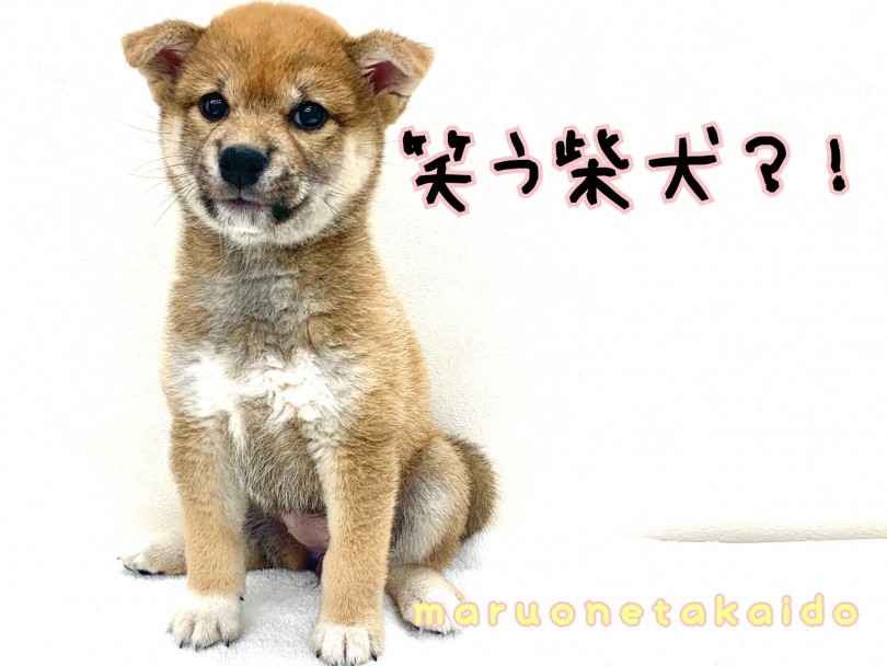 【 柴犬 】キラッキラのスマイル♪笑う柴ちゃんをご紹介！