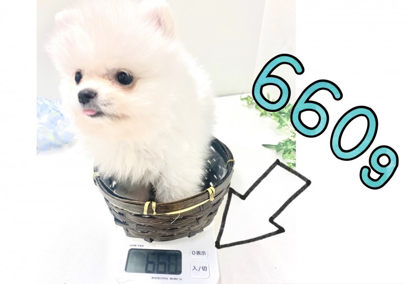 生後2か月のポメちゃんの体重は660g | ポメラニアン （150096） - 東川口店