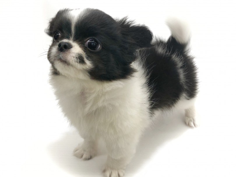 チワぺキ 白黒の鼻ぺちゃアイドル チワワとペキニーズの激カワmixです マルワンblog ペットショップ マルワン 小さめ子犬 美形な子猫 初心者安心のサポート