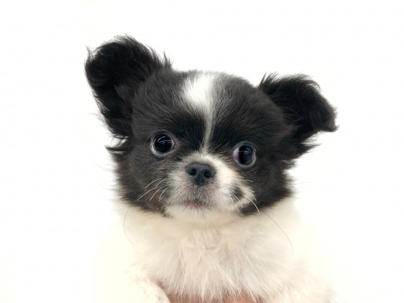 チワぺキ 白黒の鼻ぺちゃアイドル チワワとペキニーズの激カワmixです マルワンblog ペットショップ マルワン 小さめ子犬 美形な子猫 初心者安心のサポート
