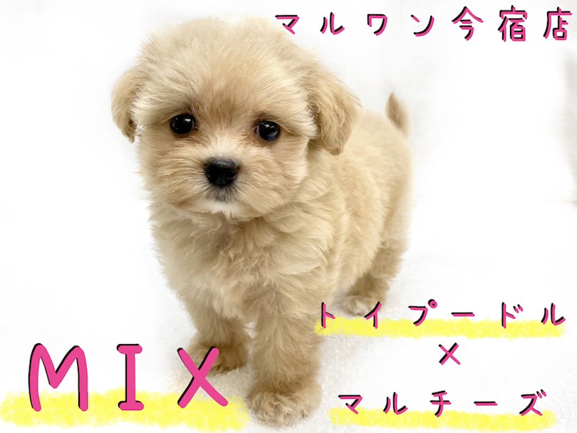 W*e様 【未使用タグ付　ラスト１匹】ベビーるーく　ミルク　貴重レア　子犬のるー W*e様 【未使用タグ付 ラスト1匹】ベビーるーく ミルク 貴重