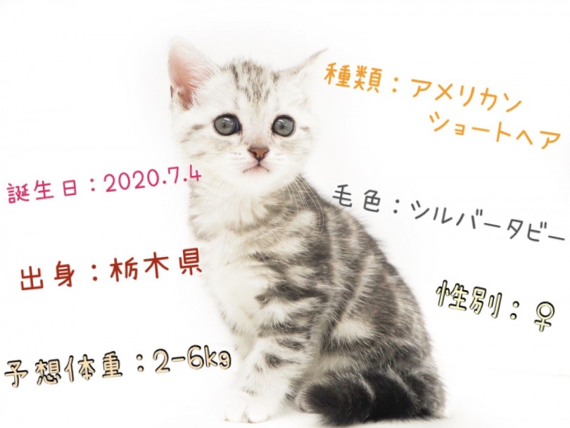 初めての事ばかりの子猫ちゃん | アメリカンショートヘア （150122） - 東川口店
