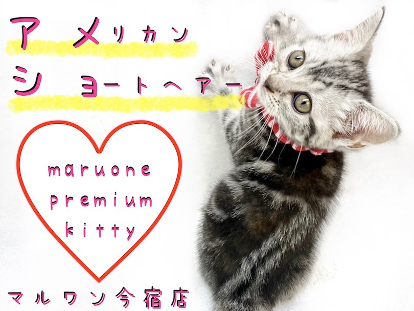 アメショーcatさん専用 価格の安いMIX（父・マンチカン×母・【アメショー