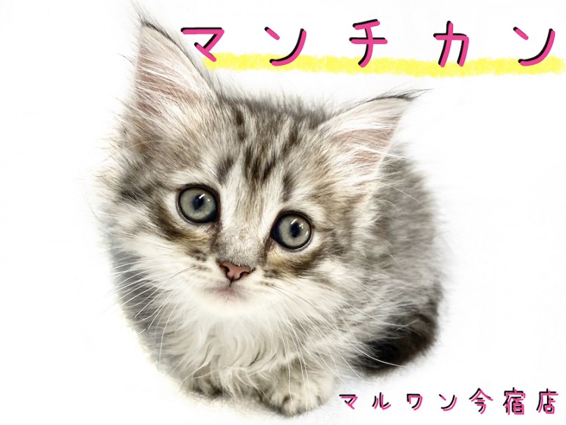 【 マンチカン 】猫ちゃん初めてユーザーの方必見！超短足のイケメンにゃんこ♡