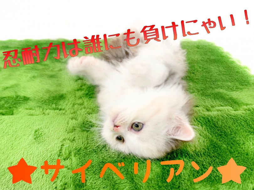 【 サイベリアン 】お顔は真っ白！体は綺麗なキャリコ！猫界のアイドル
