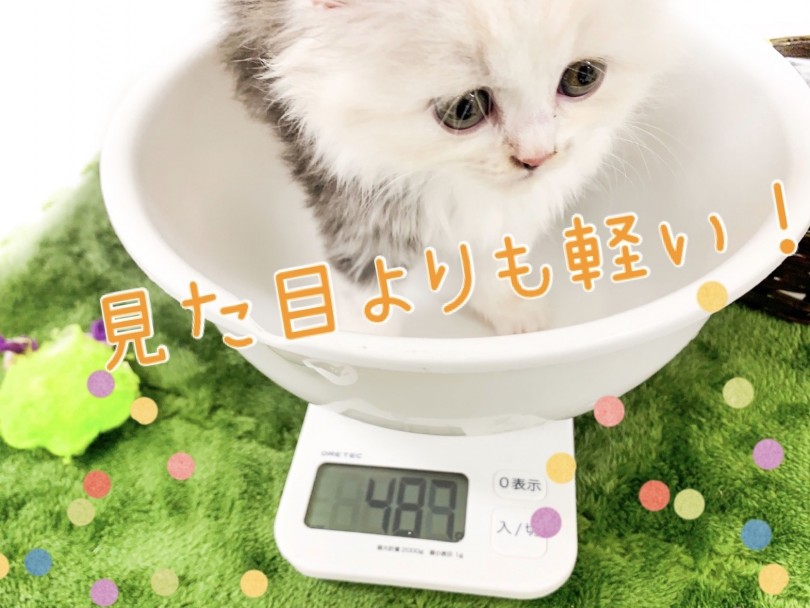 成猫体重を4～5㎏くらいと予想 | サイベリアン （150113） - 東川口店
