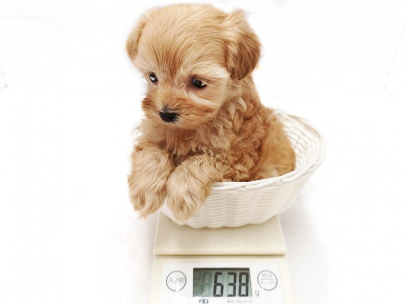 大人になった時の体重予想は、3.0kg前後 | MIX マルプー （412919） - さいたま 武蔵浦和店