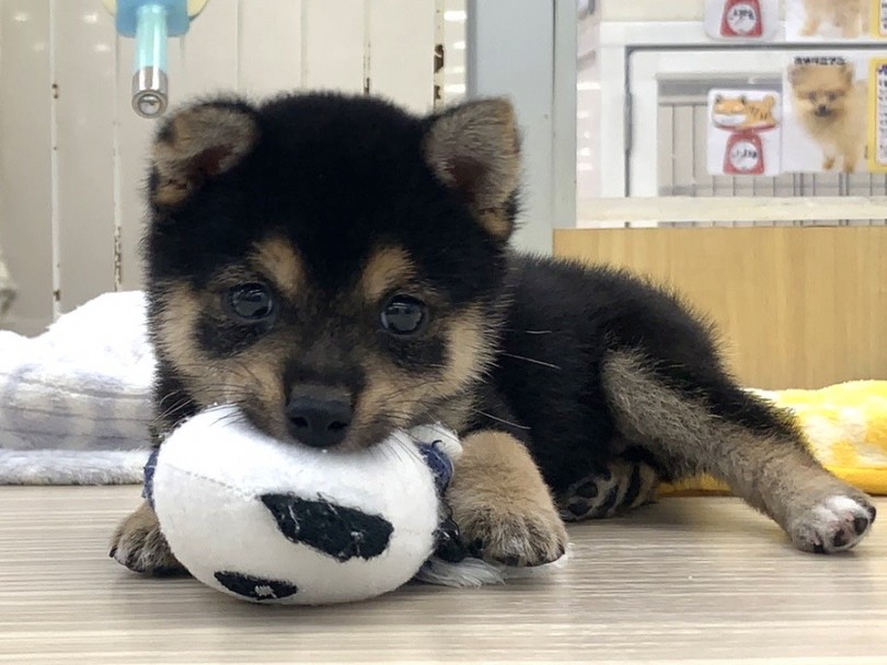 知名度は高いものの豆柴は、まだまだ希少な犬種 | 豆柴 （713725） - 鶴見店