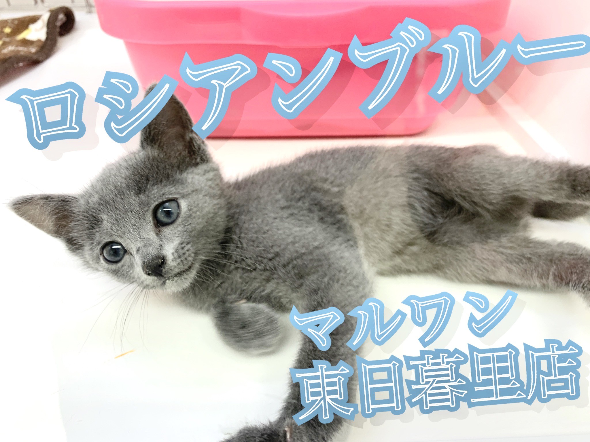 ロシアンブルー 見た目は子猫で中身は子犬 な美人にゃんこ マルワンblog ペットショップ マルワン 小さめ子犬 美形な子猫 初心者安心のサポート