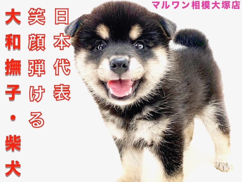 柴犬 】100点満点の笑顔で癒します！クマ系黒柴との生活の魅力をお届け