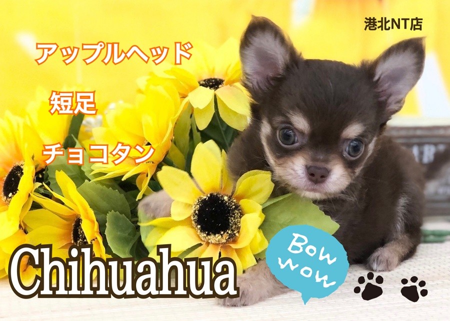 チワワ 】生後2ヶ月660g！小さめ、短足、美しいチョコタンカラー
