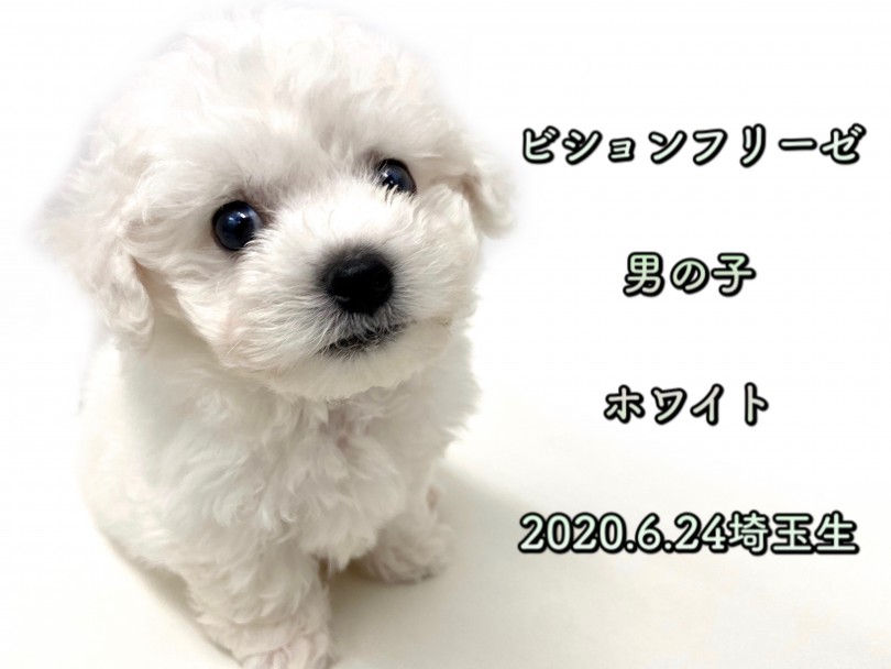 人気の希少犬種 | ビションフリーゼ （150116） - 東川口店