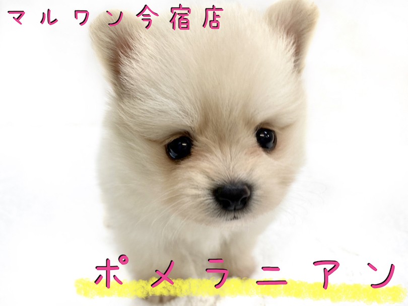 ポメラニアン 】クリーム・童顔フェイス・手乗りサイズのプレミアム