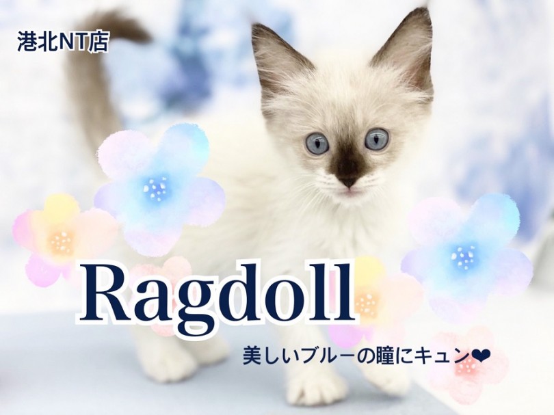 【 ラグドール 】青い瞳・穏やかな性格・甘えん坊！！大型猫種の女の子！