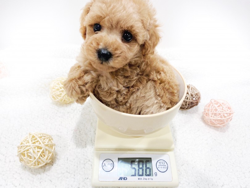 成犬時は2.5kg前後と小さめサイズを予定 | トイ・プードル （11782） - 横浜 白楽店
