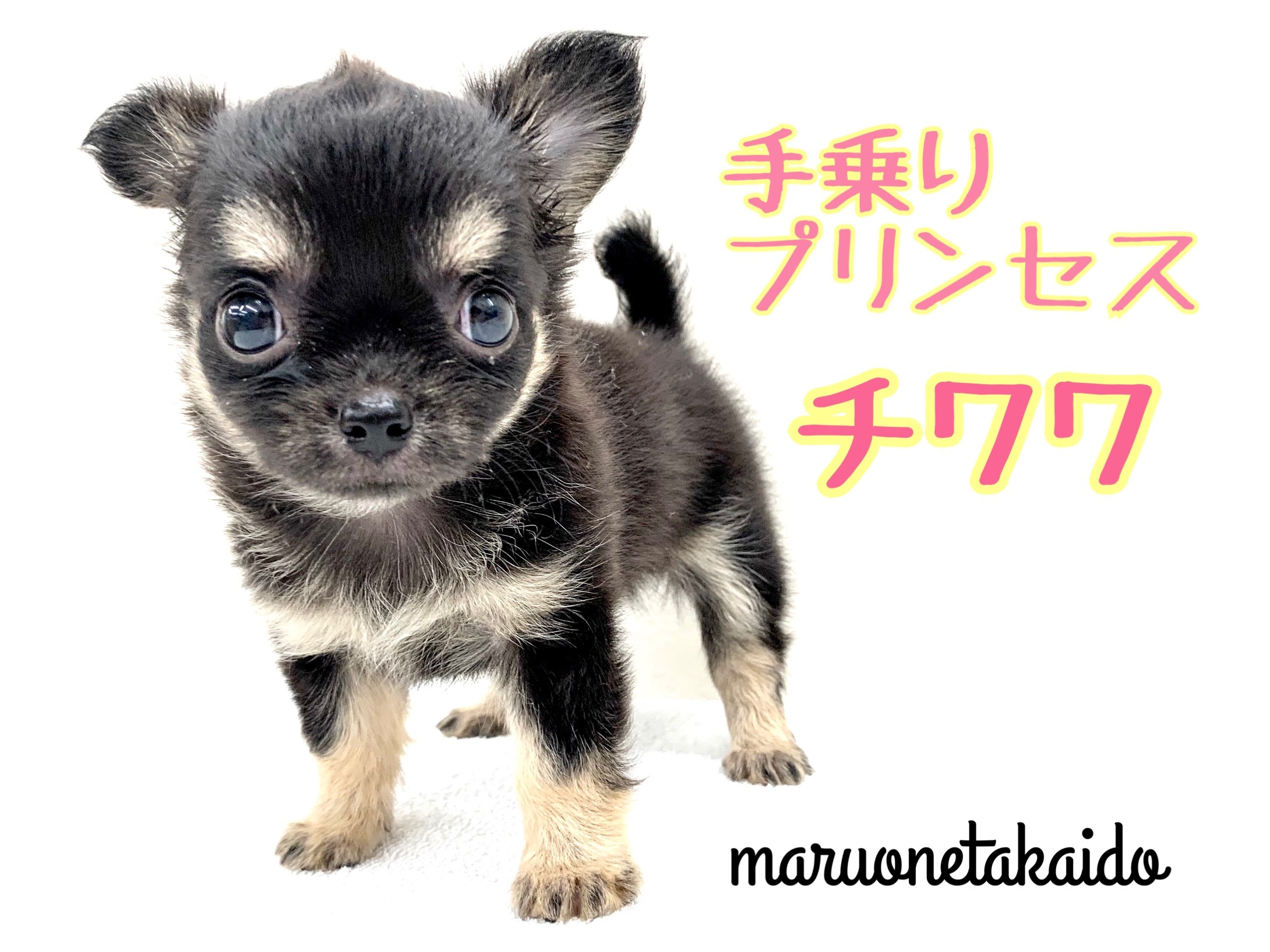 チワワ 】世界最小！アップルヘッドの手乗りプリンセス！ | マルワンBLOG | ペットショップ マルワン 小さめ子犬 美形な子猫 初心者安心のサポート