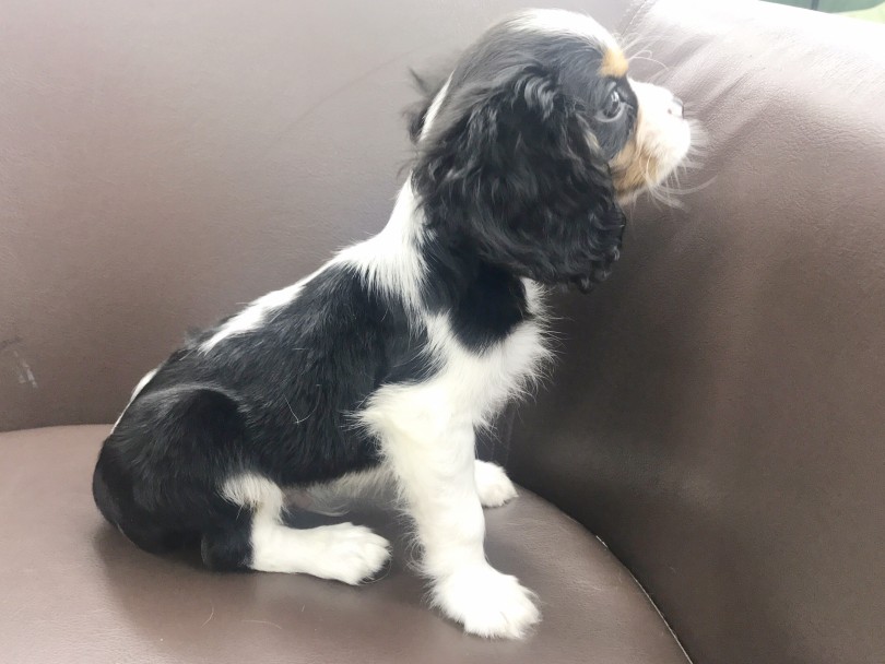 バランスの良い綺麗なトライカラー！ | キャバリア・キングチャールズ・スパニエル （914600） - 志村坂下店