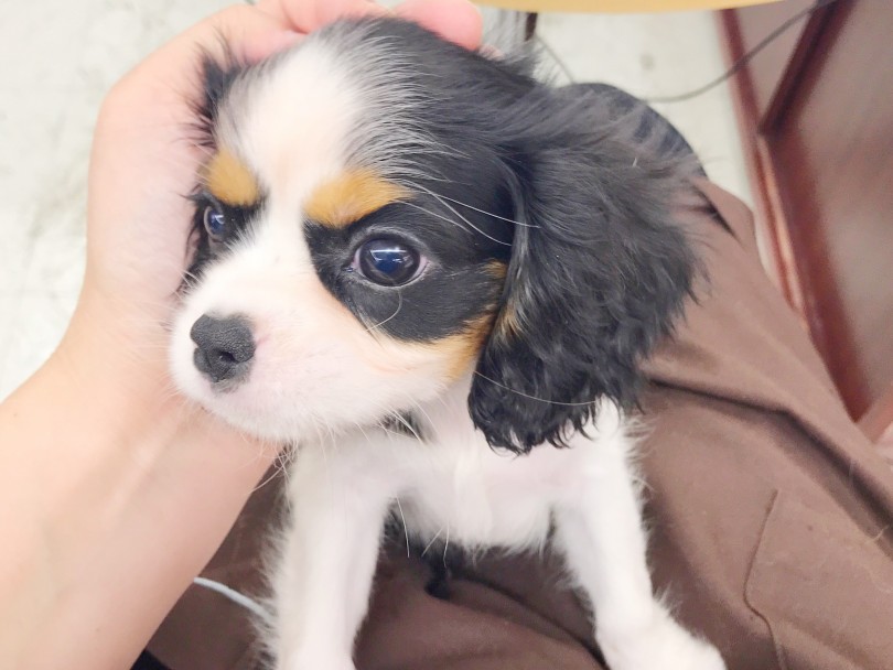 キャバリア 赤ちゃん