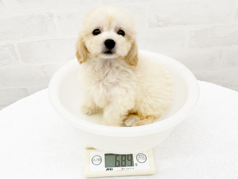 成犬時の予想体重は3~4kg程度 | MIX マルックス （014331）- 東日暮里店