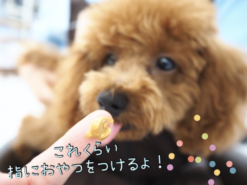おやつを使って歯を触れるように練習をしよう！ | 子犬＆子猫の歯磨きトレーニング - 東川口店