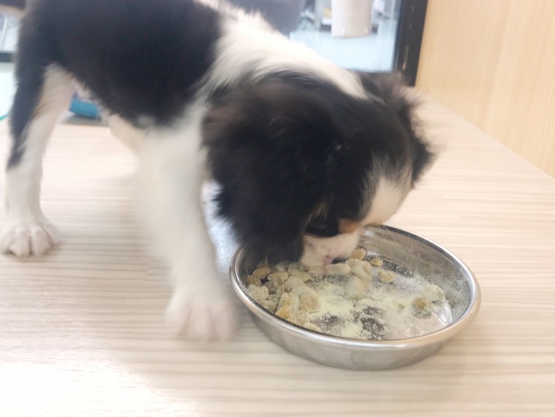 待ちきれないご飯タイム | キャバリア・キングチャールズ・スパニエル （914600） - 志村坂下店