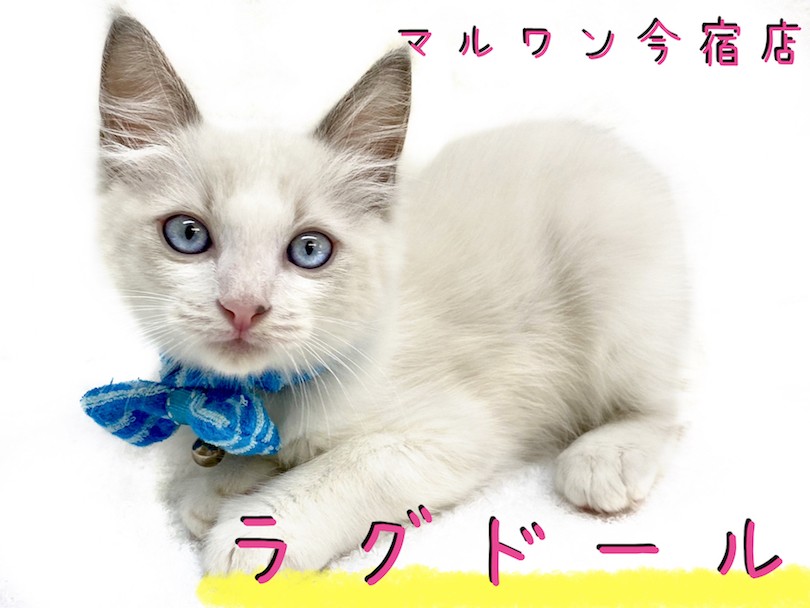 ラグドール ブルーの瞳が輝く究極の美猫 甘えん坊のイケメンにゃんこ マルワンblog ペットショップ マルワン 小さめ子犬 美形な子猫 初心者安心のサポート