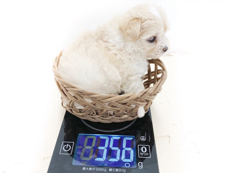 成犬時予想体重は1,7~2,1kg | MIX マルプー （814637） - 相模大塚店