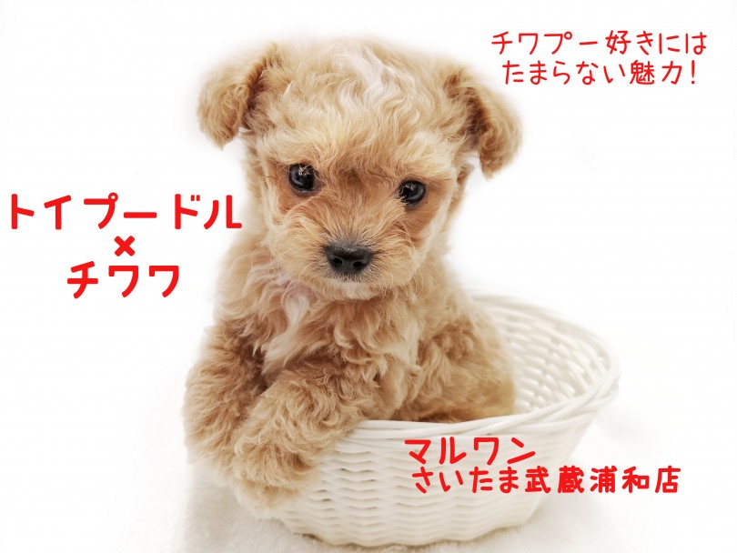 Mix チワプー ミックス犬好きへ送る魅力 初めての小型犬q A マルワンblog ペットショップ マルワン 小さめ子犬 美形な子猫 初心者安心のサポート