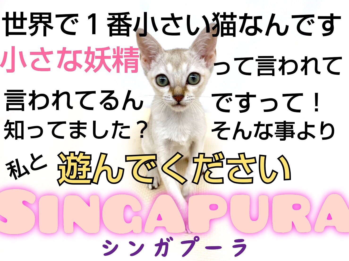 シンガプーラ 小さい猫が欲しい方必見 小さな妖精の女の子が舞い降りた マルワンblog ペットショップ マルワン 小さめ子犬 美形な子猫 初心者安心のサポート