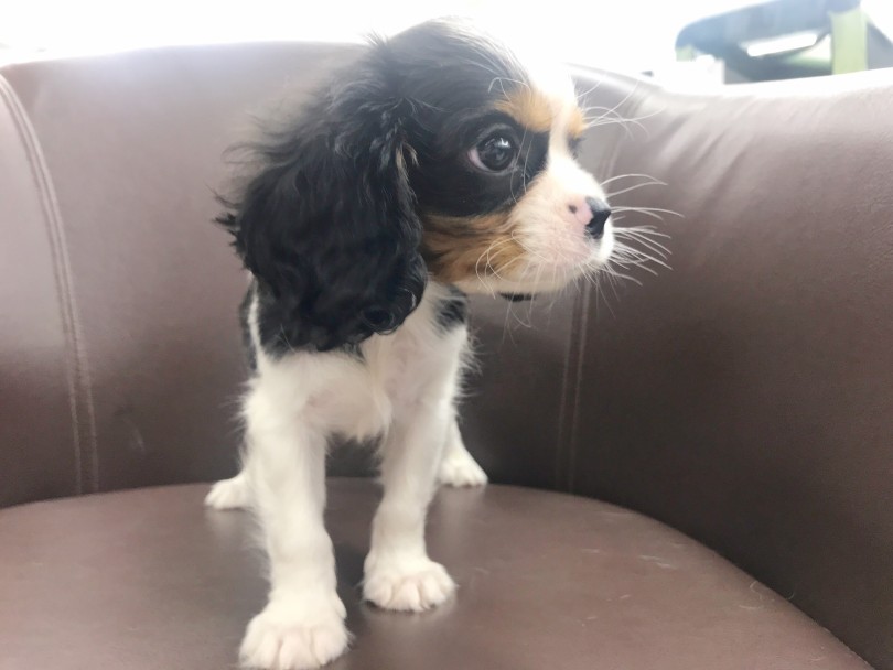 頬全体に赤褐色のポイントカラー | キャバリア・キングチャールズ・スパニエル （914600） - 志村坂下店