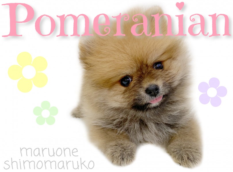ポメラニアン ポメ好きスタッフが伝授 オススメポイントはここ マルワンblog ペットショップ マルワン 小さめ子犬 美形な子猫 初心者安心のサポート