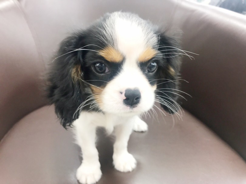 大きな瞳とキリッとまろ眉がチャームポイント | キャバリア・キングチャールズ・スパニエル （914600） - 志村坂下店