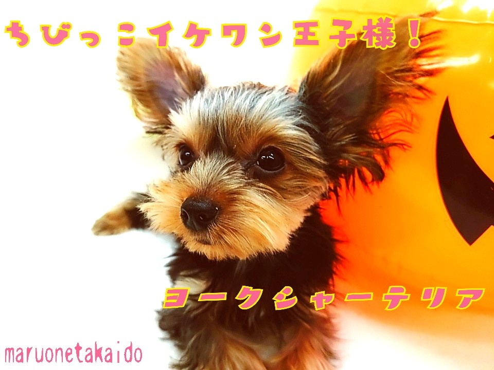 ヨークシャーテリア 】生後5ヶ月で約1.0kg！極小イケワン王子様