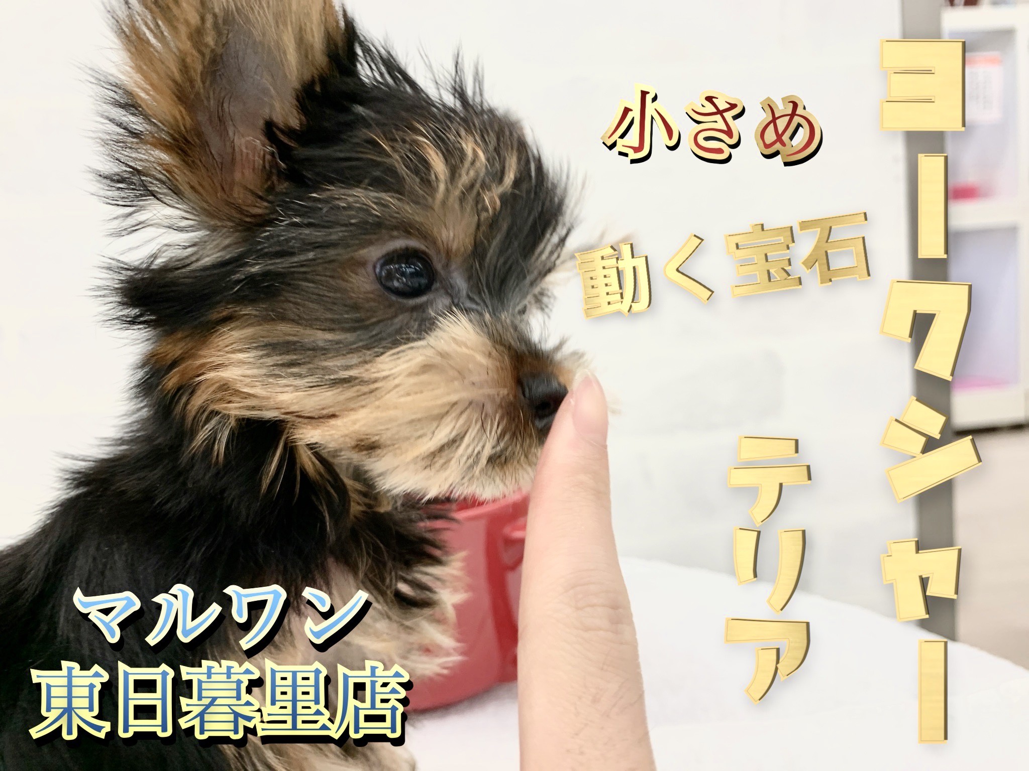 ヨークシャーテリア 輝きは無限大 動く宝石の贈り物 マルワンblog ペットショップ マルワン 小さめ子犬 美形な子猫 初心者安心のサポート