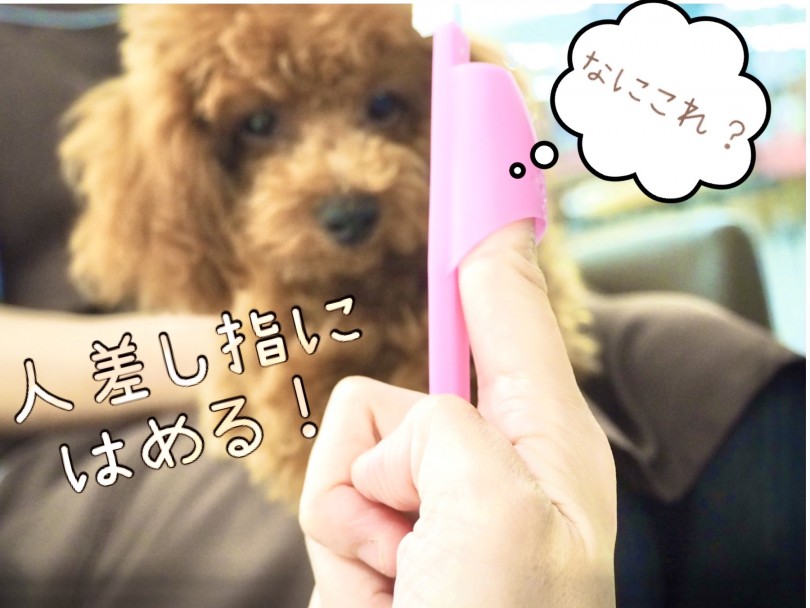 歯磨きで歯を磨いていこう！ | 子犬＆子猫の歯磨きトレーニング - 東川口店