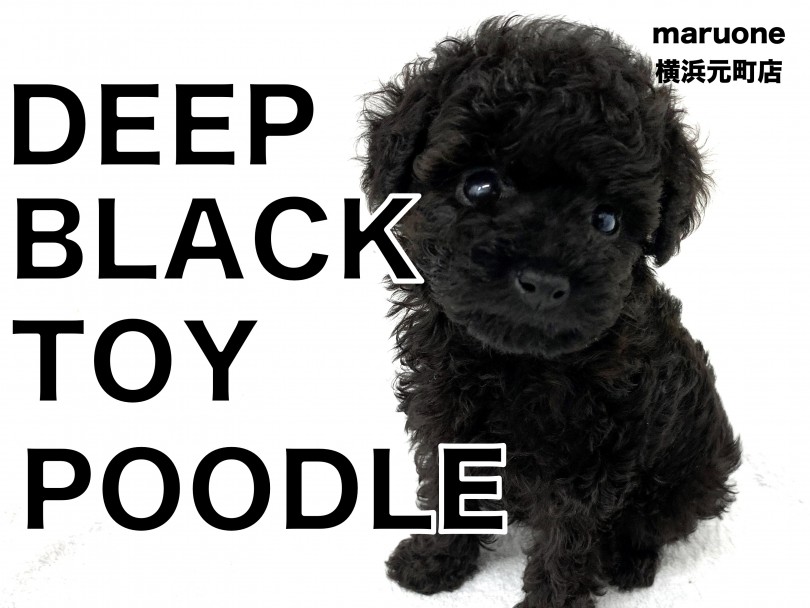 【 トイプードル 】黒いカラーに輝く被毛、これから飼い始める方に教えたい魅力！
