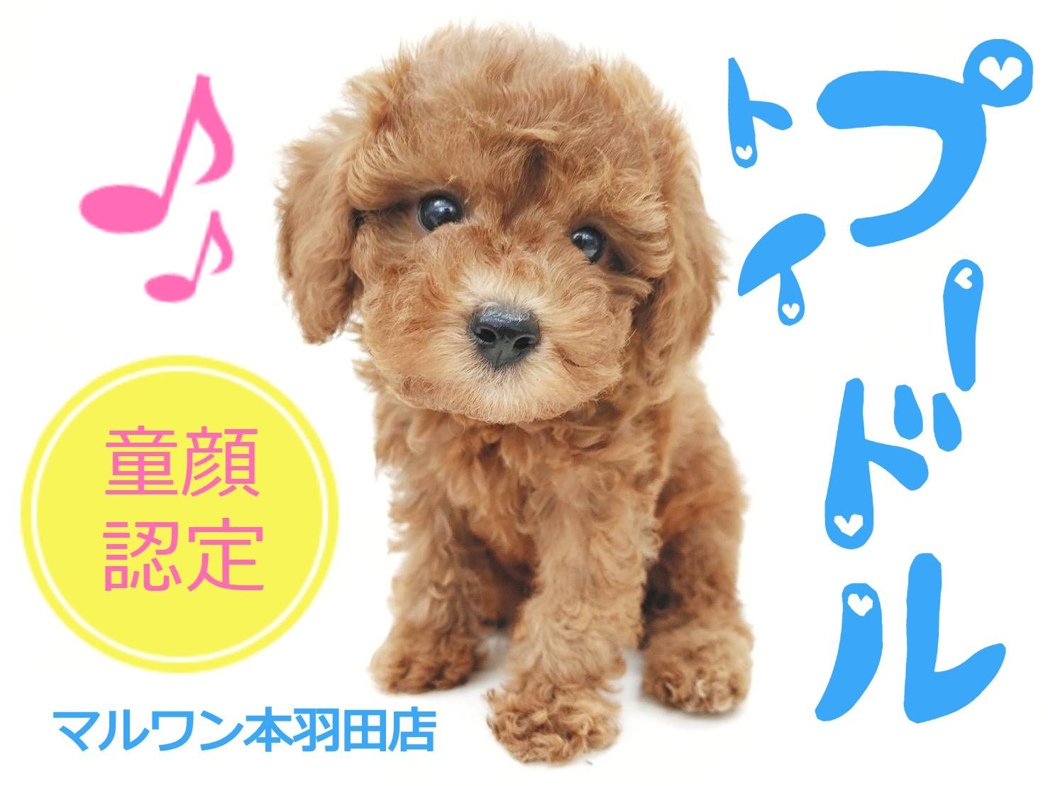 トイプードル 】童顔認定！？円らな瞳に胸キュン必至な幼顔トイプー