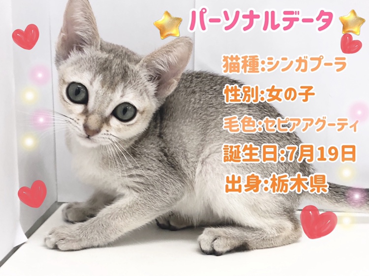 「小さな妖精」 最小猫種 | シンガプーラ （150127） - 東川口店