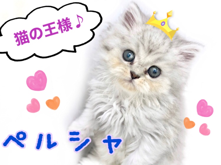 ペルシャ 超癒し系にゃんこ 猫の王様ペルシャ マルワンblog ペットショップ マルワン 小さめ子犬 美形な子猫 初心者安心のサポート