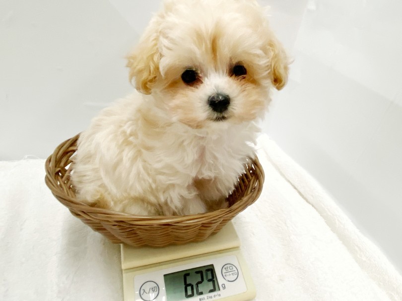 抱っこしやすい小さめサイズ | MIX犬 マルプー （412940） - さいたま 武蔵浦和店