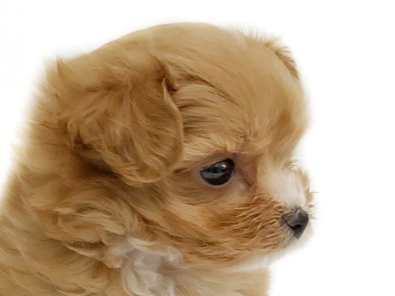 Mix犬 小さめドワーフタイプのマルプーちゃん その魅力をご紹介 マルワンblog ペットショップ マルワン 小さめ子犬 美形な子猫 初心者安心のサポート