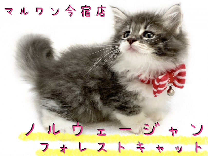 【 ノルウェージャン 】神奈川NO1の美猫！モフラー必見のゴージャスにゃんこ！