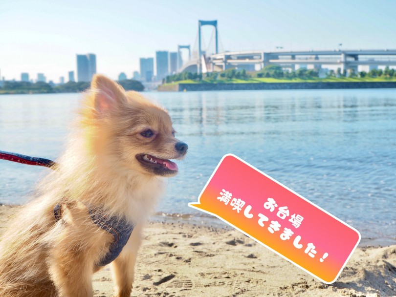 お散歩がてらお台場海浜公園にも行ってきました！ | 愛犬とおでかけ - お役立ち情報 - 東川口店